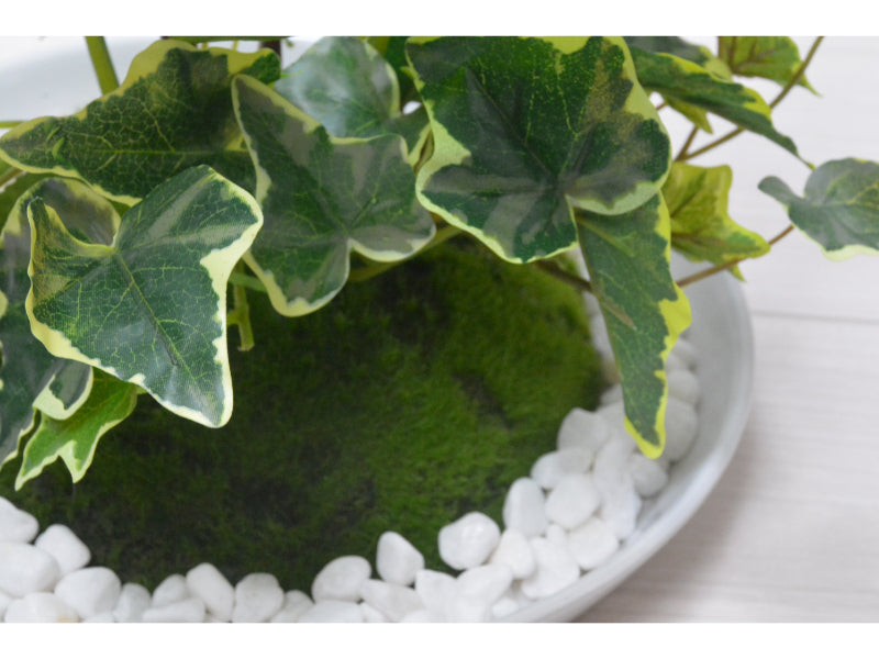 アンスリューム