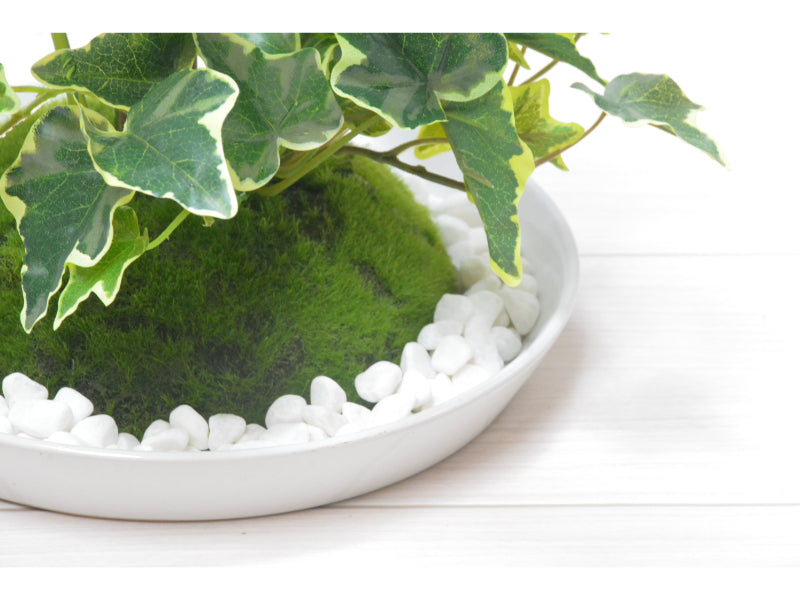 アンスリューム