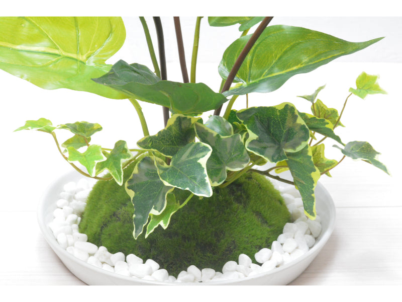 アンスリューム