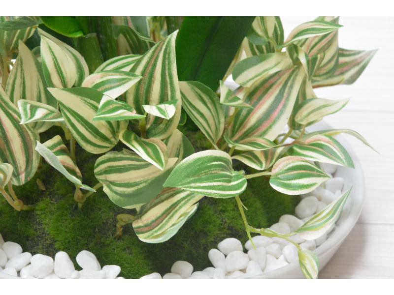 オンシジューム