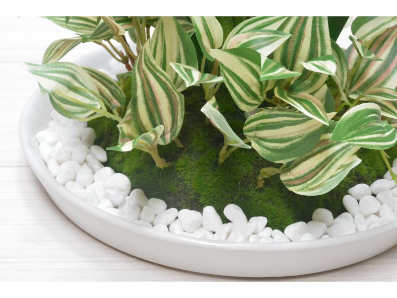 オンシジューム