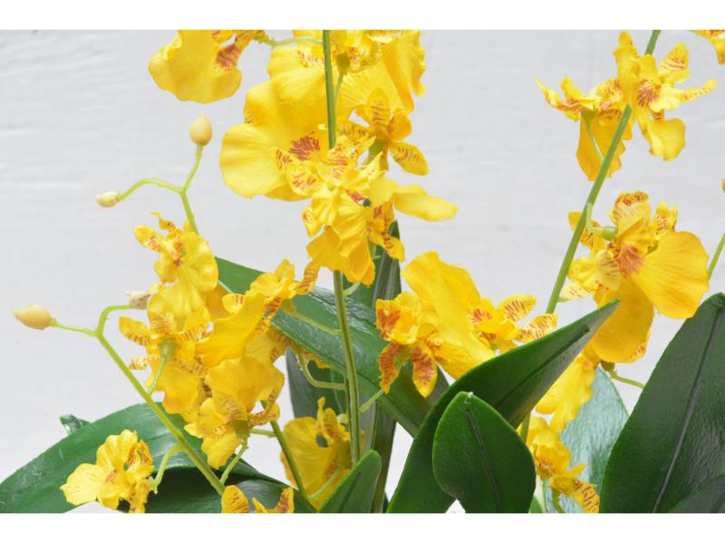 オンシジューム