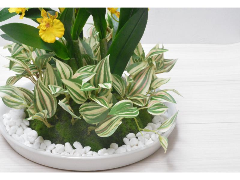 オンシジューム