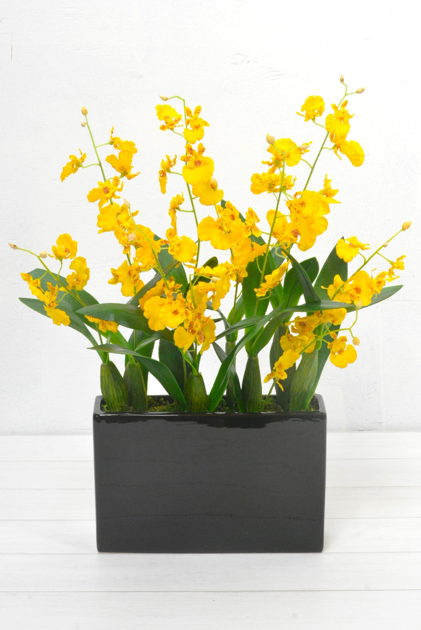 オンシジューム(1点物)