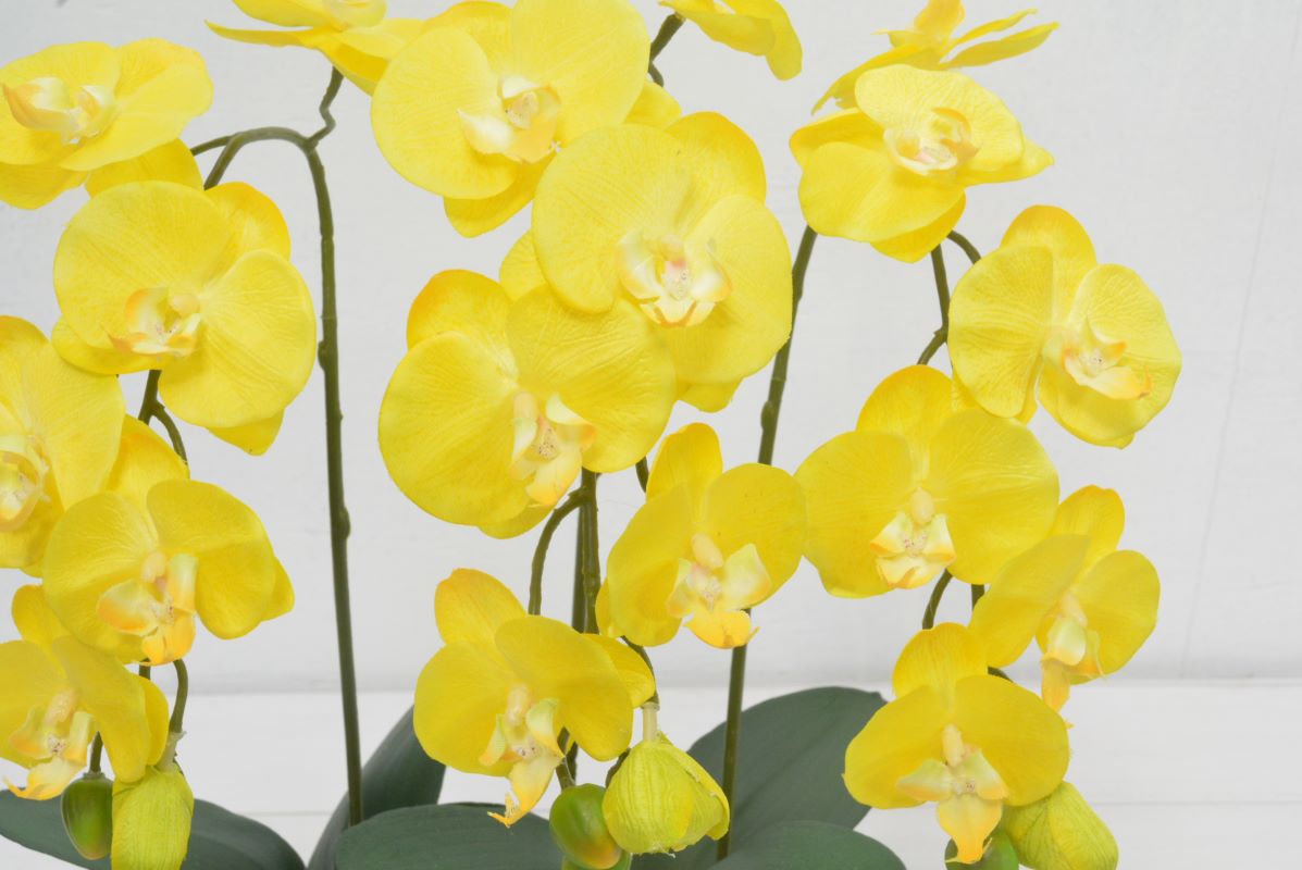 ミニ胡蝶蘭(1点物)