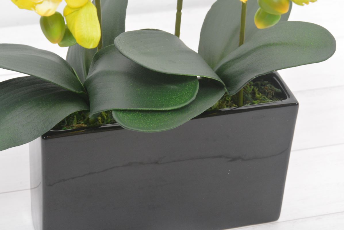 ミニ胡蝶蘭(1点物)