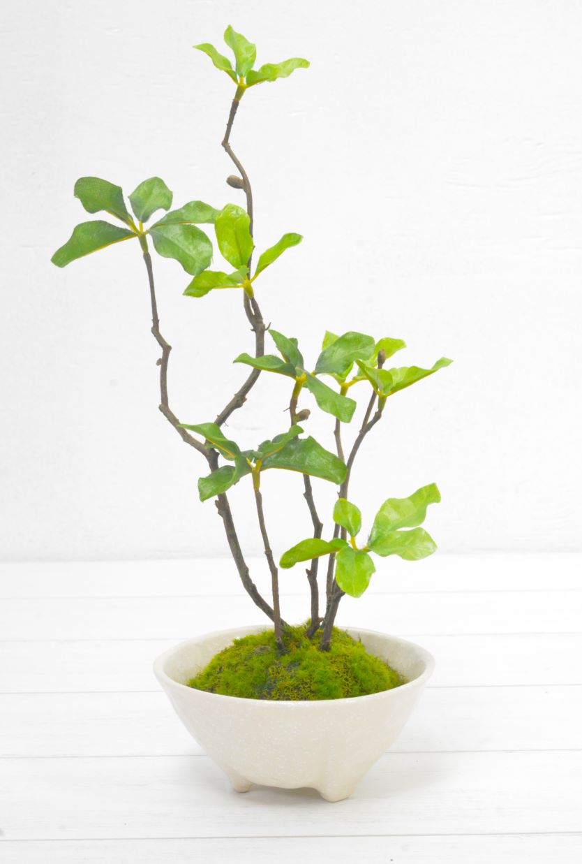 ドウダンツツジ(1点物)