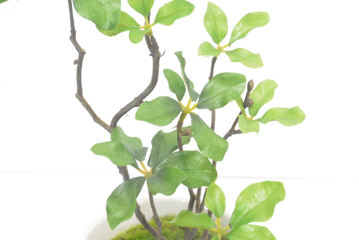 ドウダンツツジ(1点物)