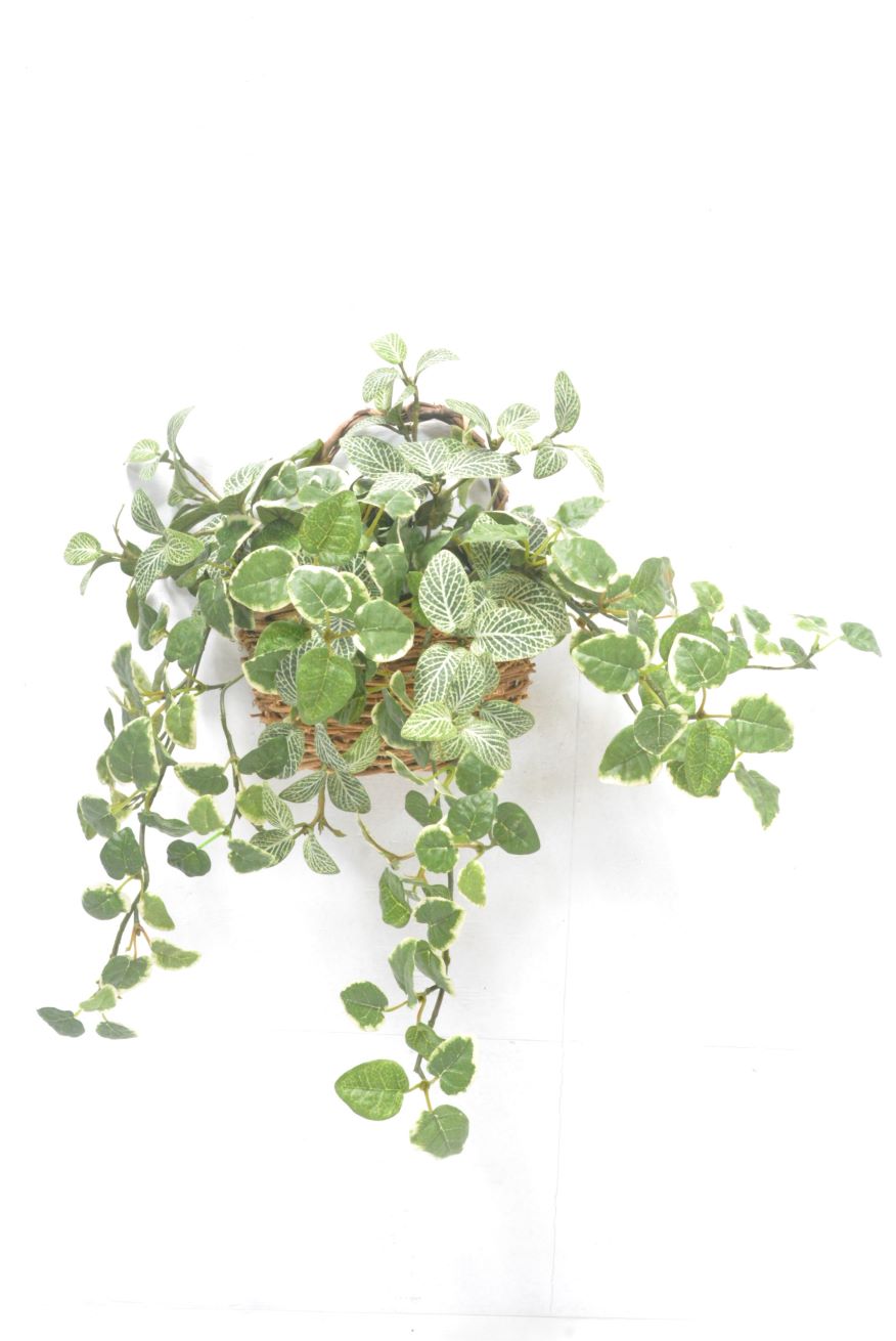 プミラ・フィットニア(1点物)