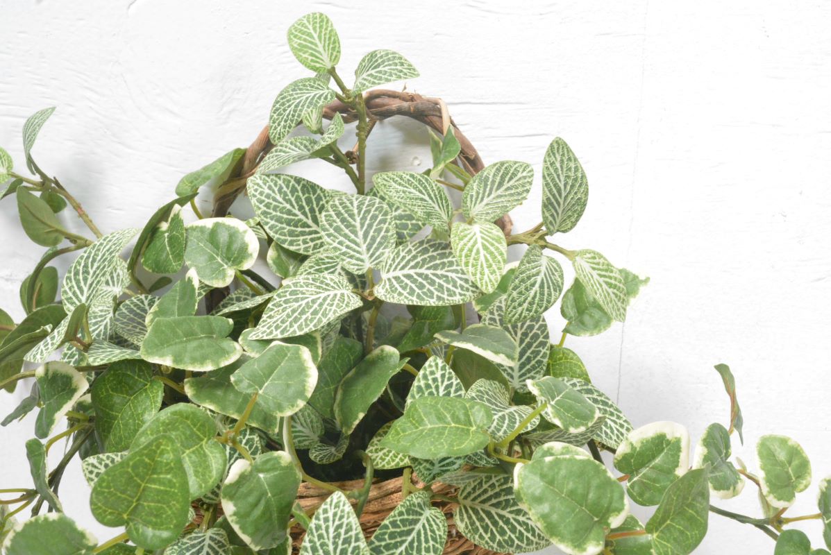 プミラ・フィットニア(1点物)