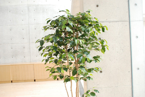 GOW-404