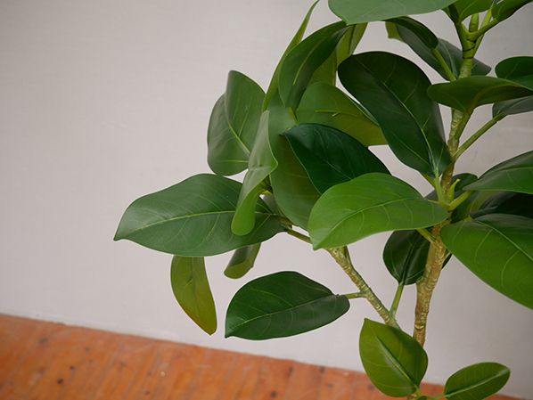 GOW-255