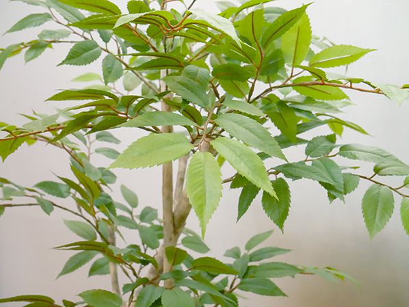 GOW-304