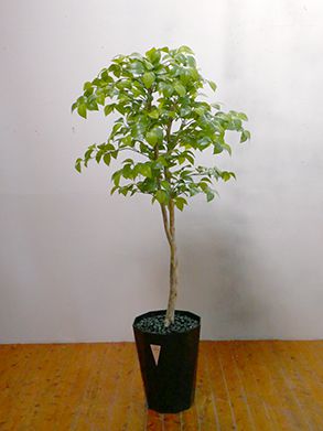 GOW-327