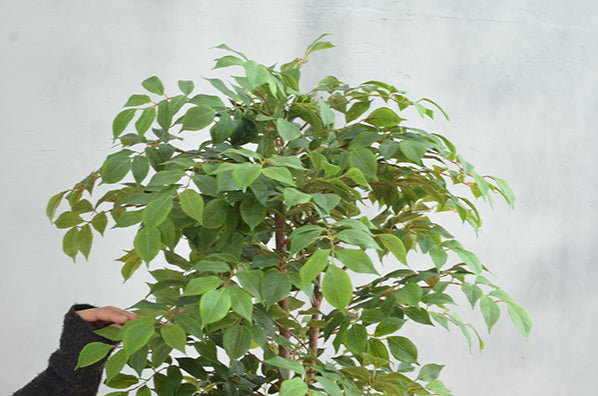 マウンテンアッシュ