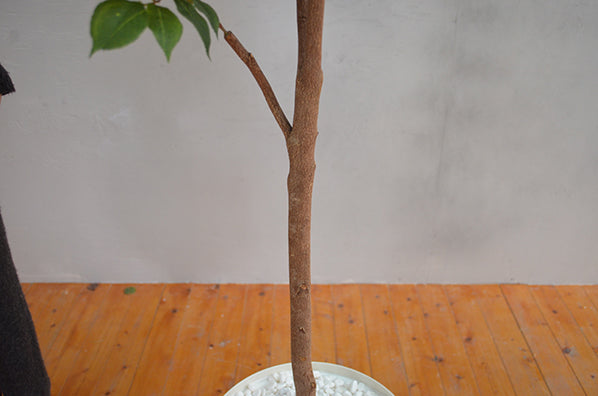 マウンテンアッシュ