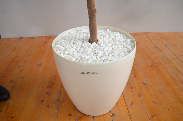 マウンテンアッシュ