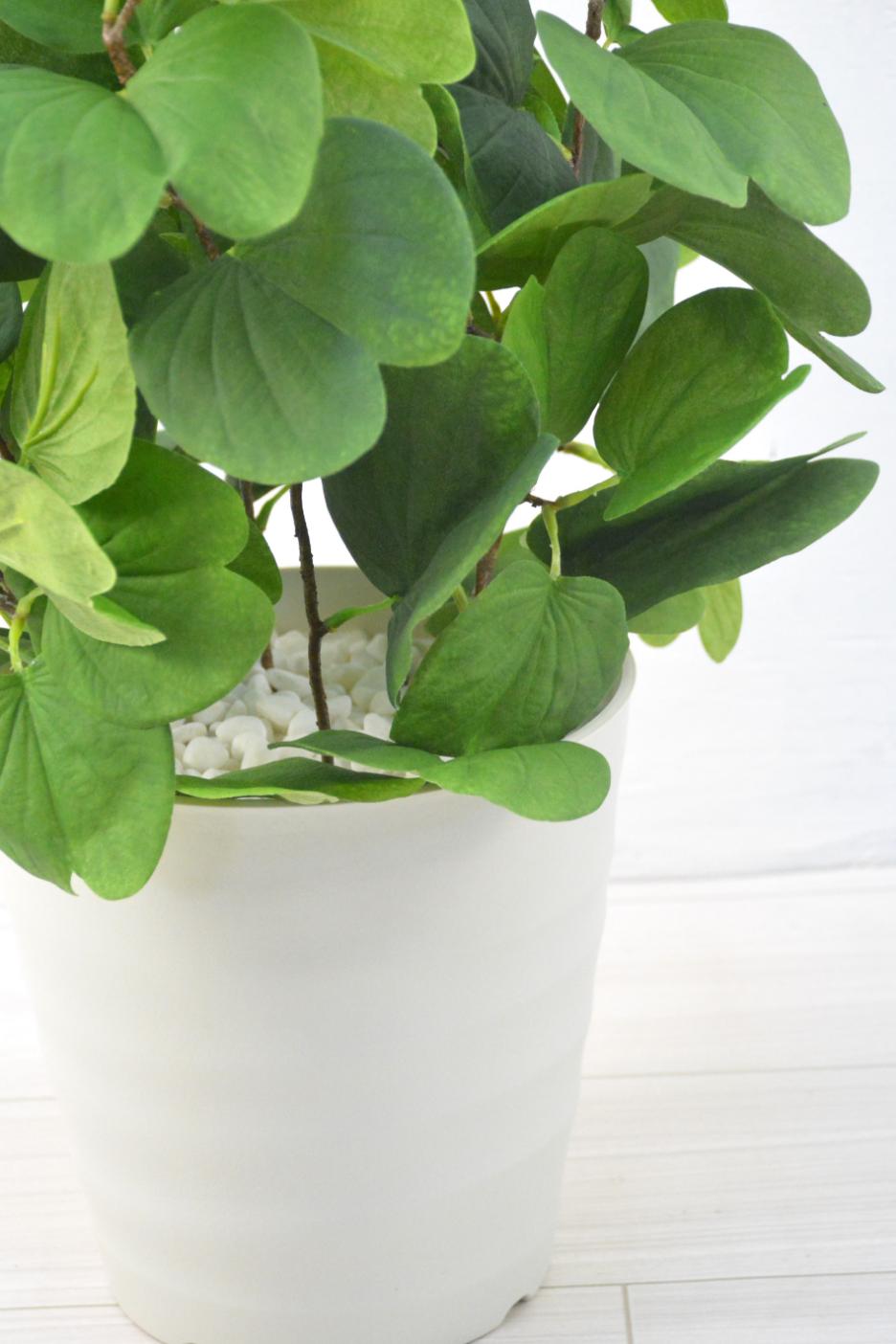 バウビニアブランチ