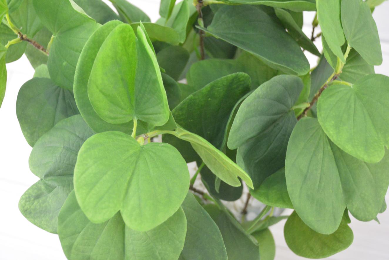 バウビニアブランチ