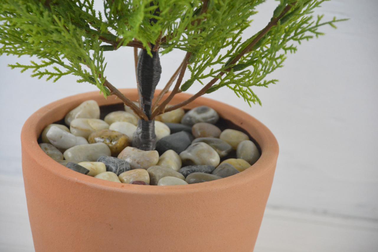 ゴールドクレスト