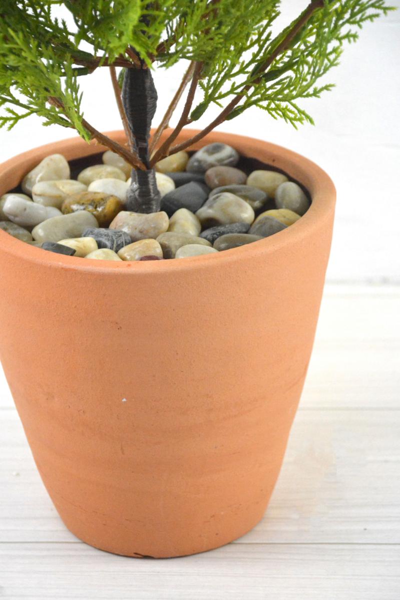 ゴールドクレスト