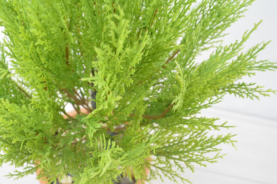 ゴールドクレスト