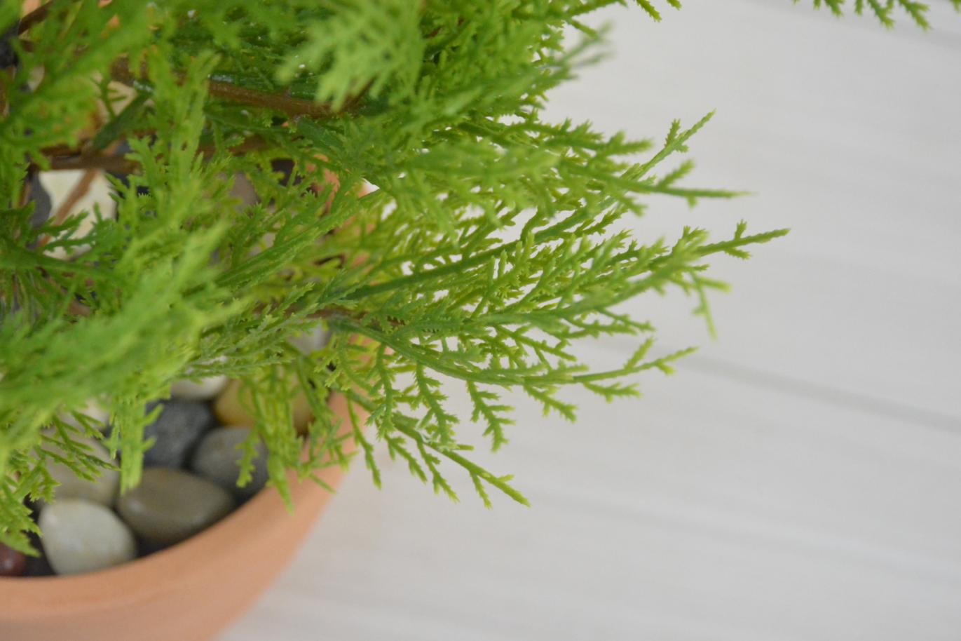 ゴールドクレスト