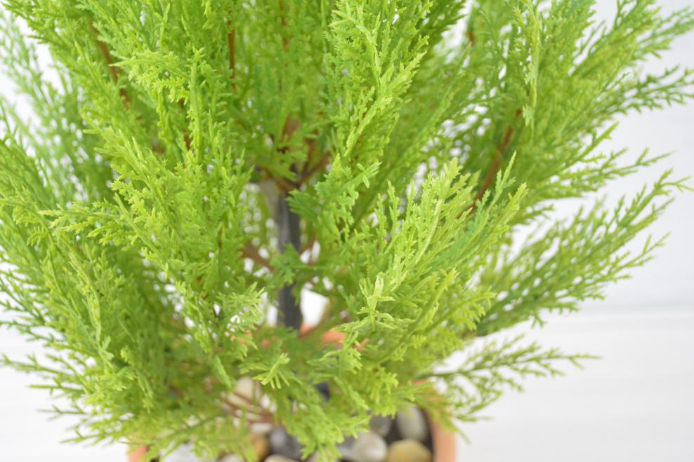 ゴールドクレスト