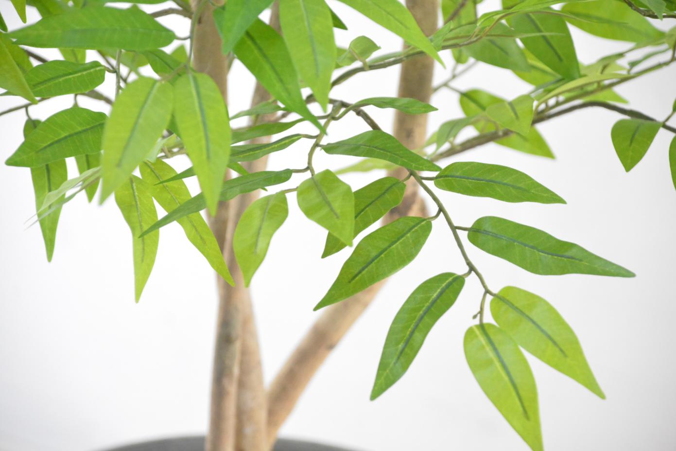 フランスベンジャミン