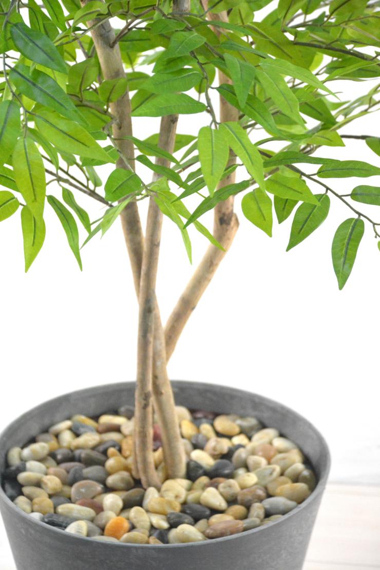 フランスベンジャミン