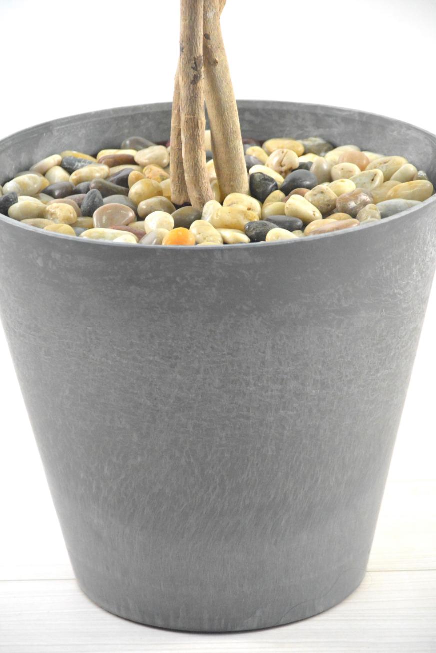 フランスベンジャミン