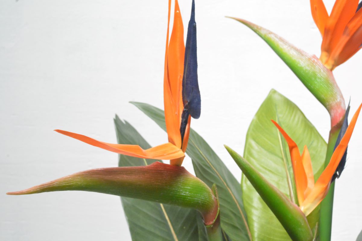 ストレチア(1点物)