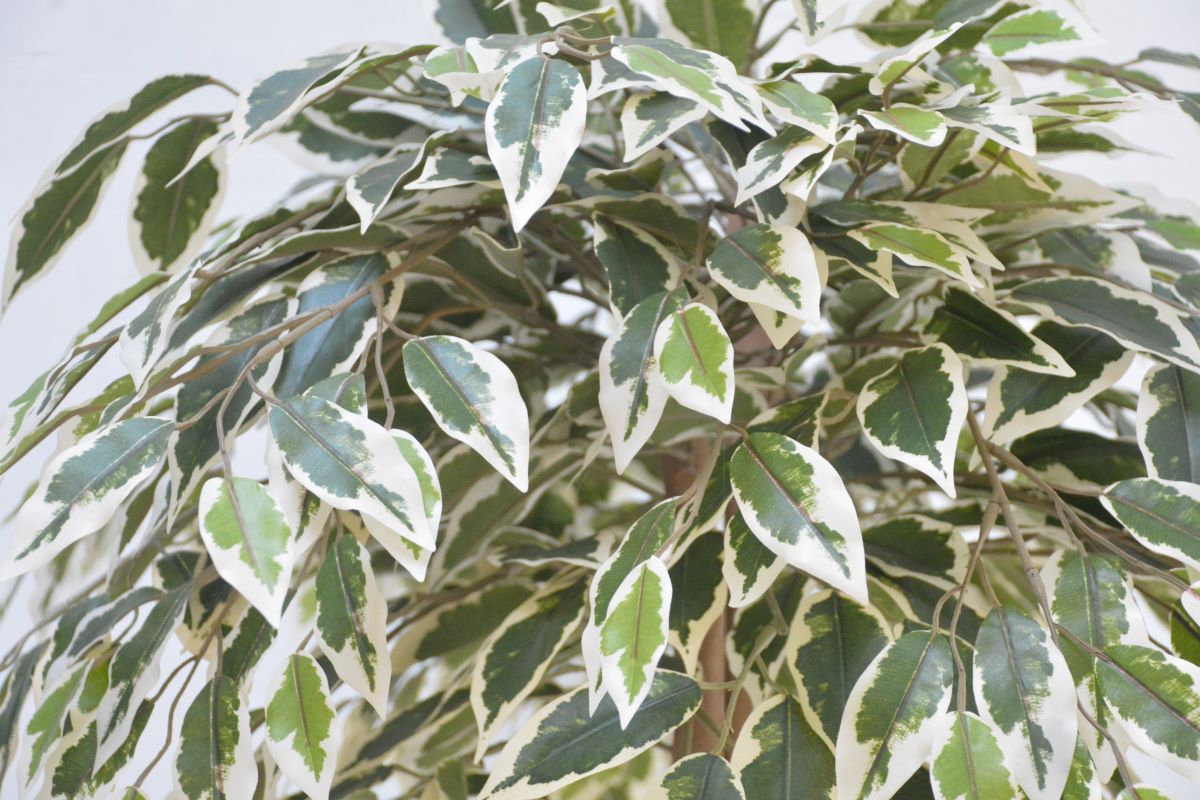 ベンジャミン寄せ植え(1点物)