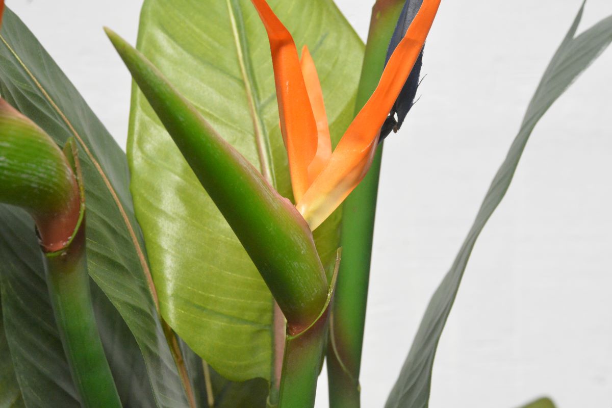 ストレチア(1点物)