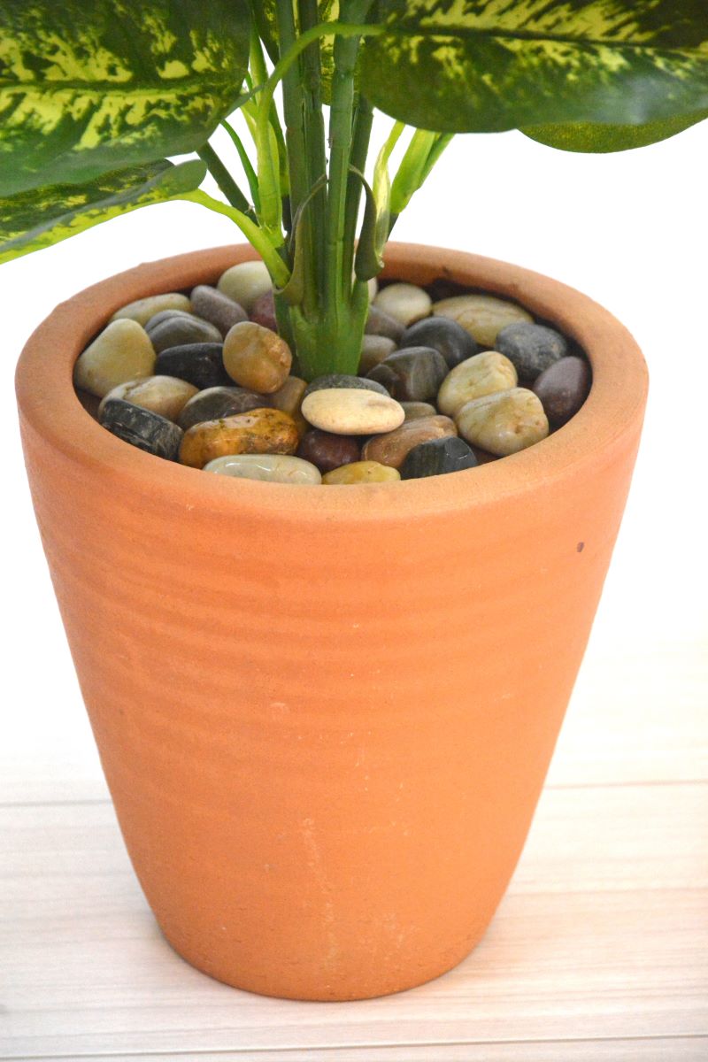 ディフェンバキア(1点物)