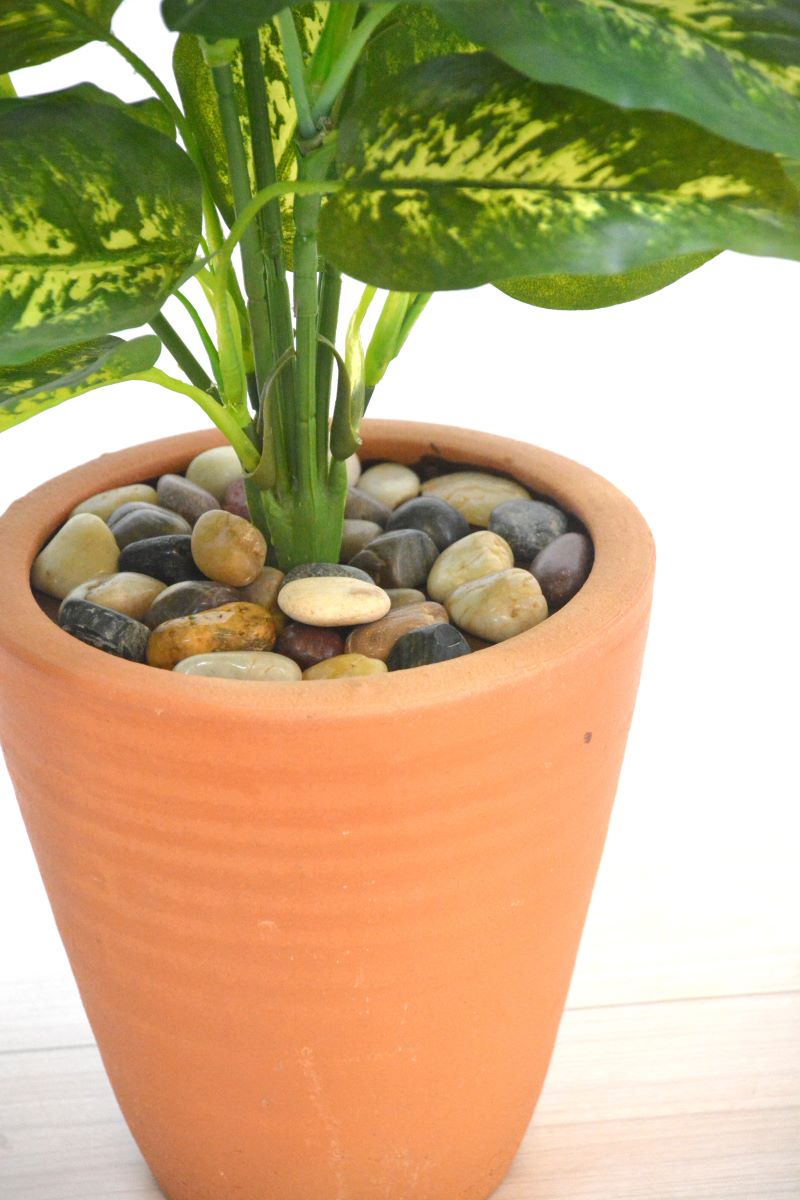 ディフェンバキア(1点物)