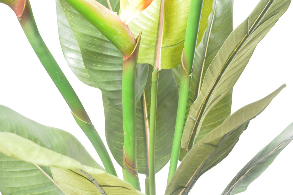 ストレチア(1点物)