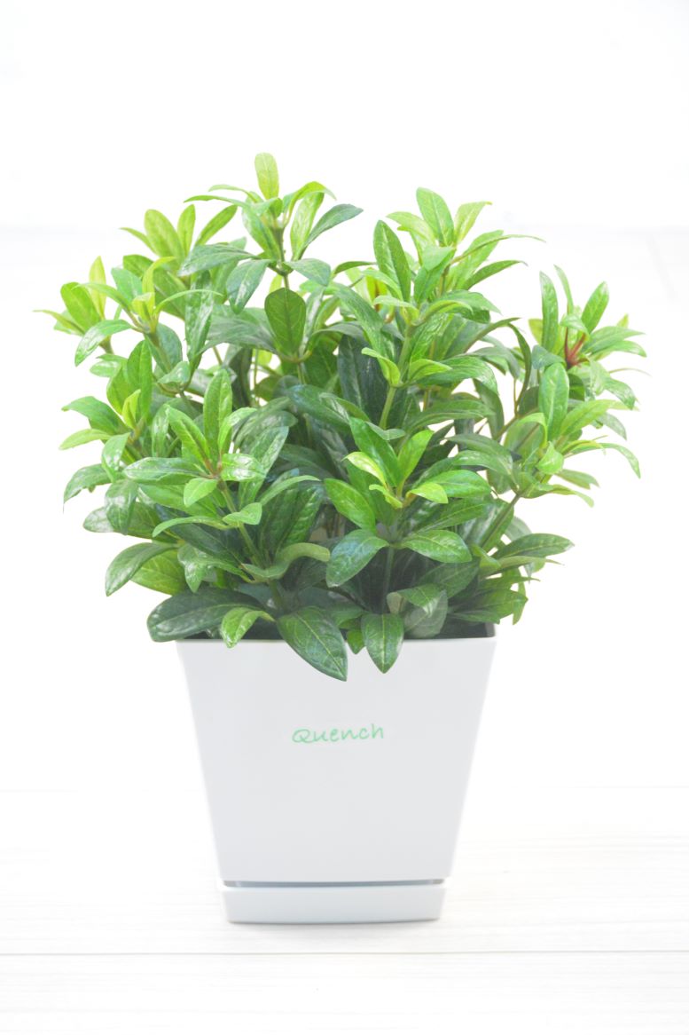 アザレア(1点物)