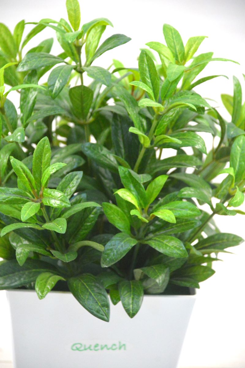 アザレア(1点物)