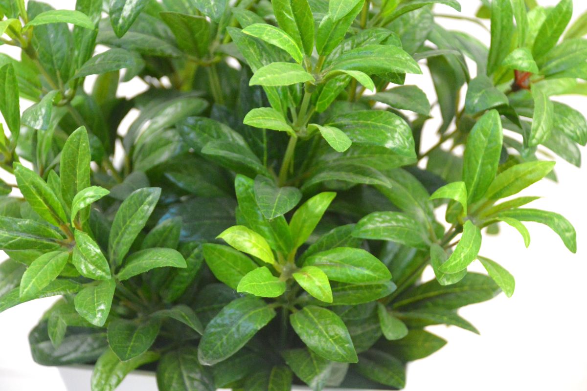 アザレア(1点物)