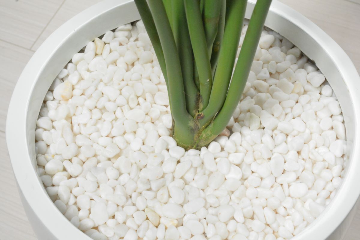 ストレチア(1点物)