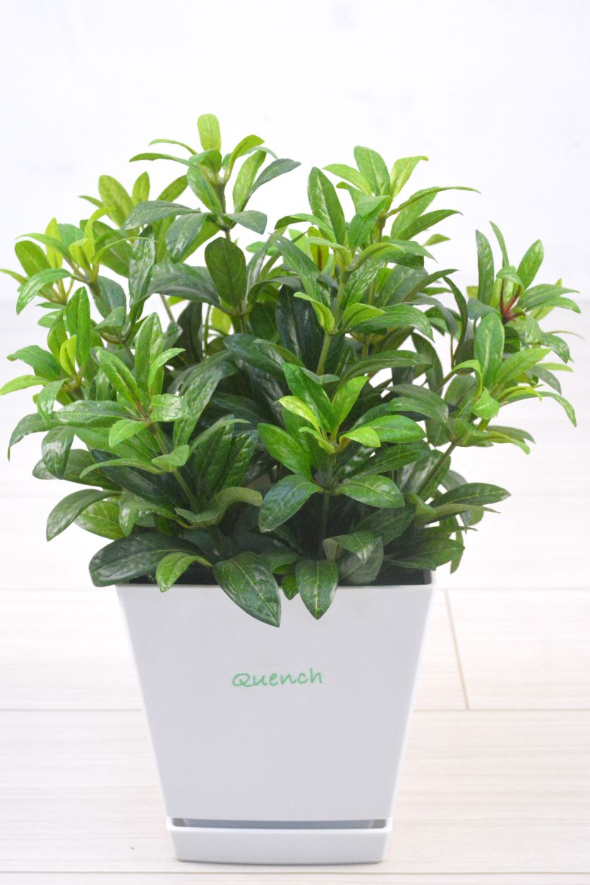 アザレア(1点物)