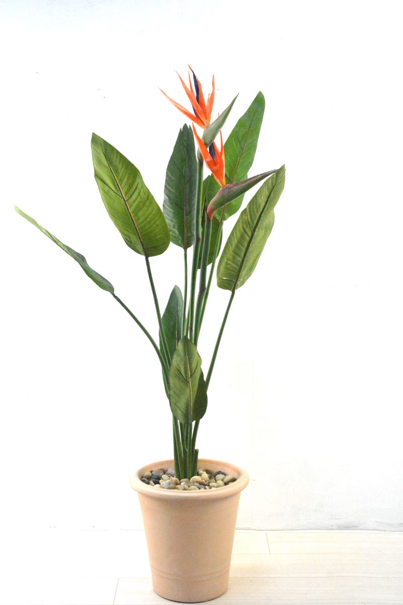 ストレチア(1点物)