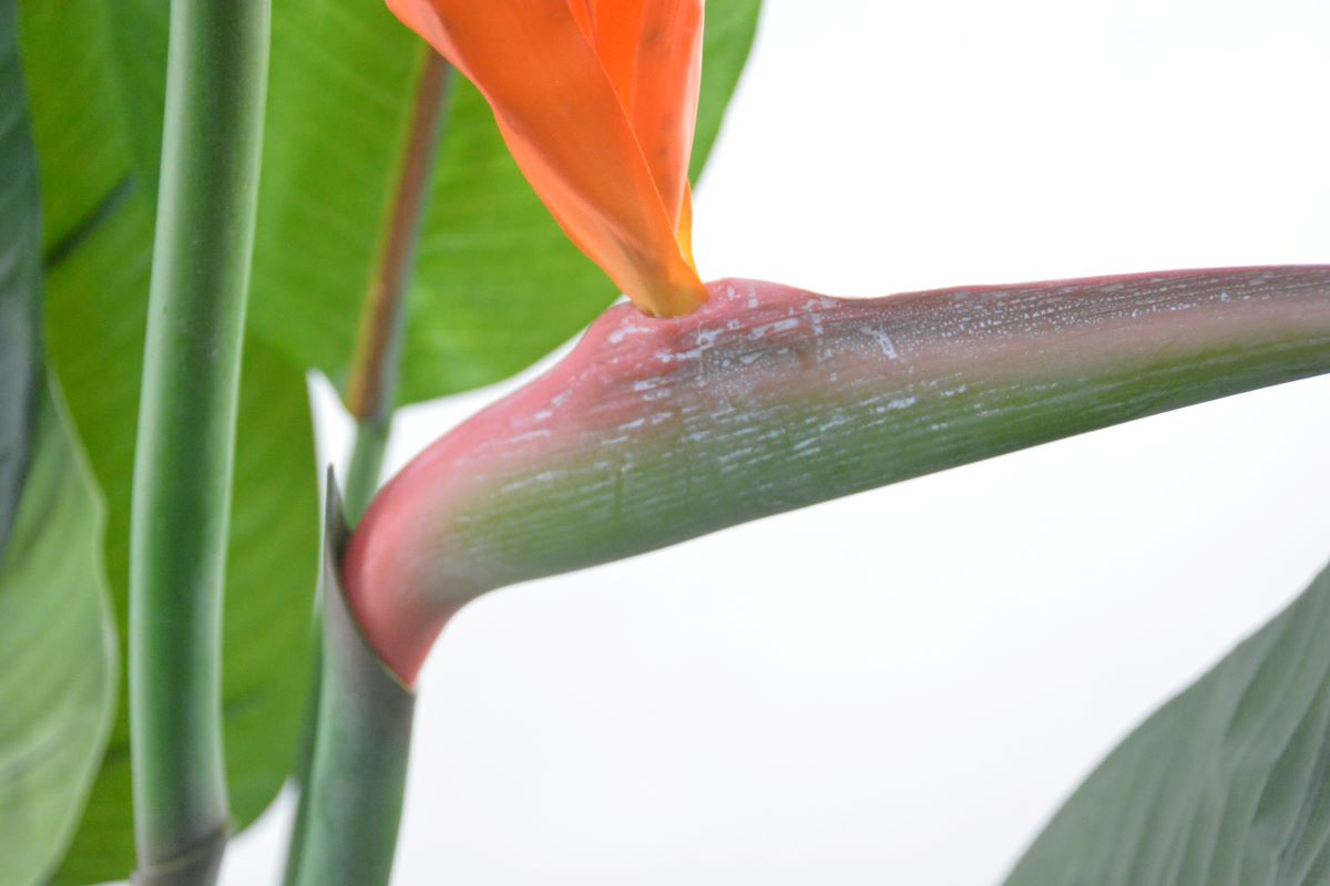 ストレチア(1点物)