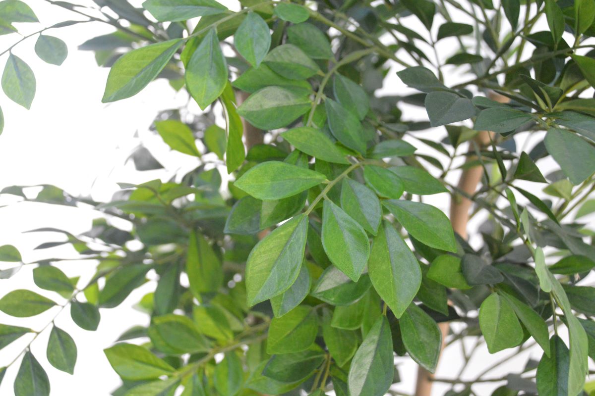 トネリコ(1点物)