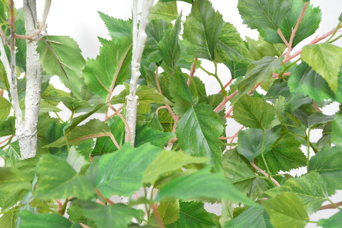 シラカバ(1点物)