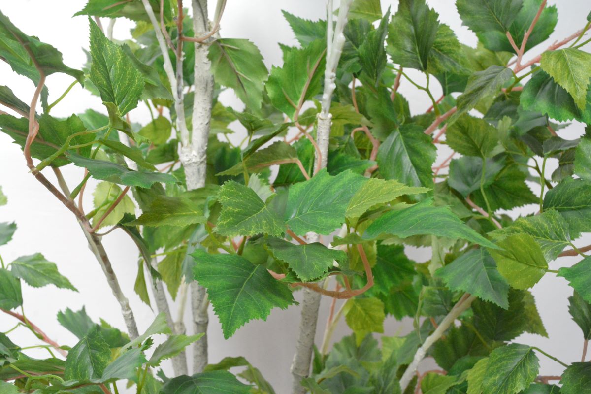 シラカバ(1点物)