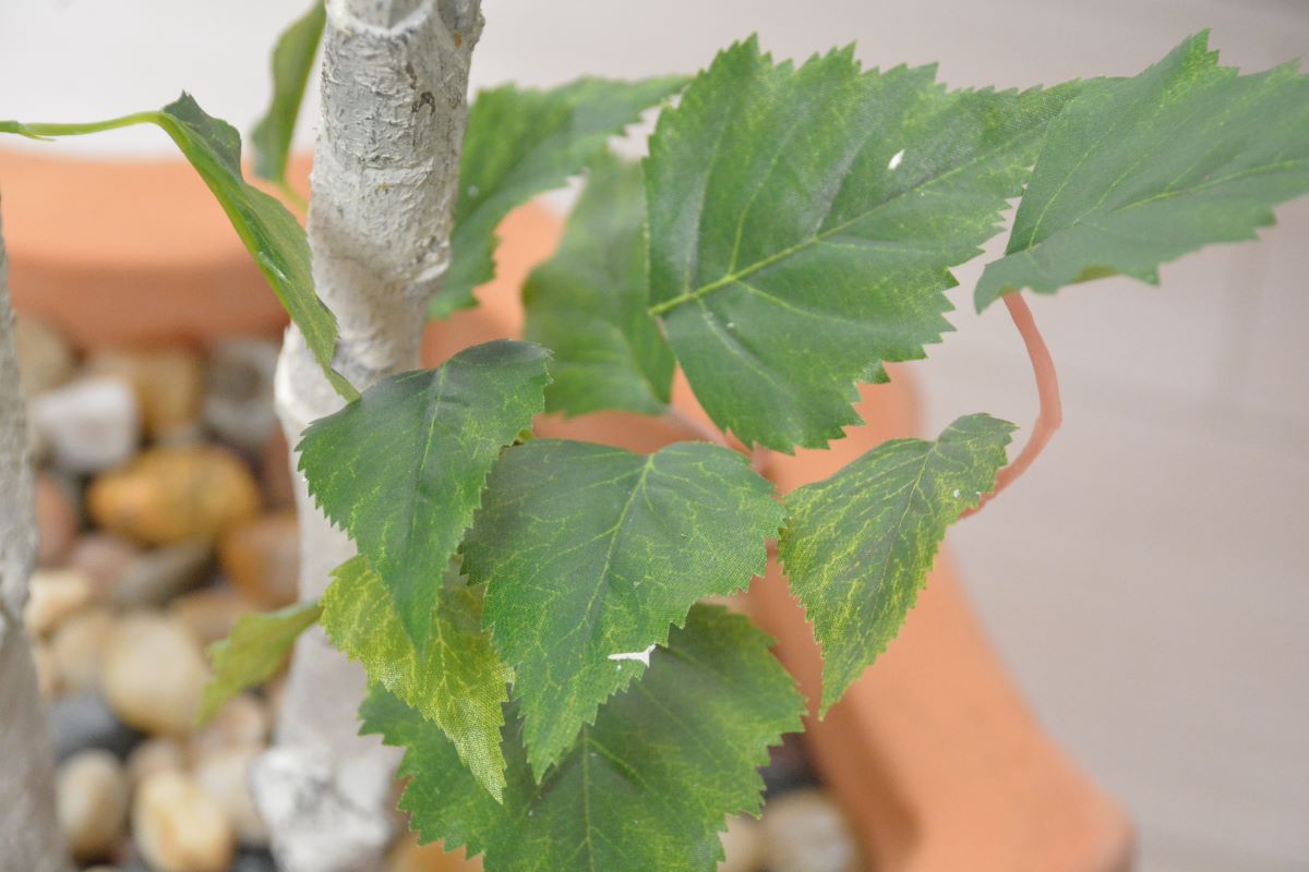 シラカバ(1点物)