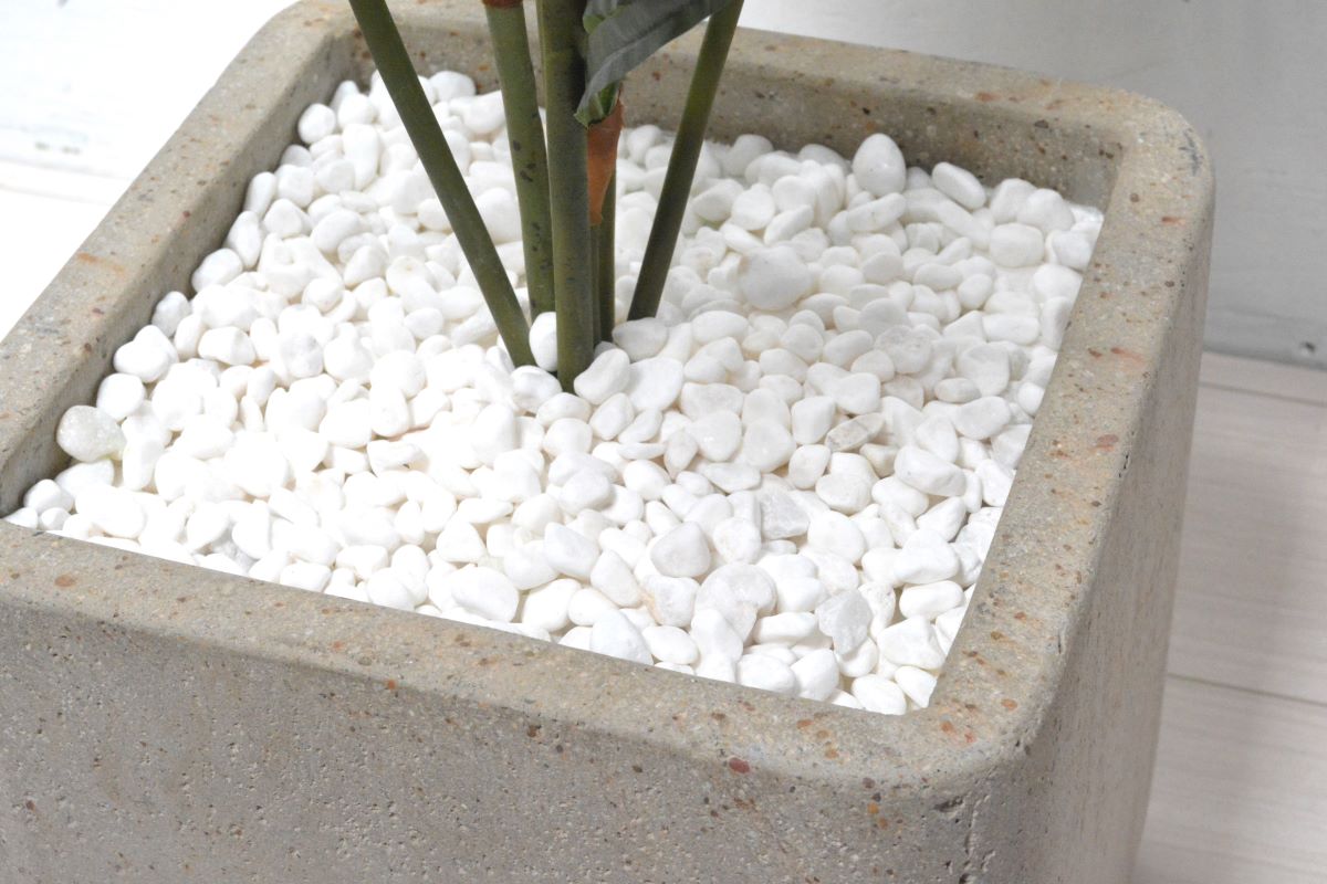 アレカパーム(1点物)