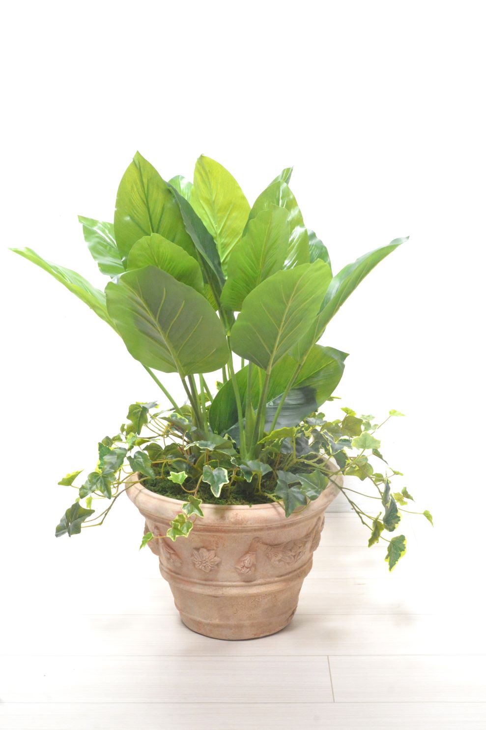 ストレチア・アイビー寄せ植え(1点物)